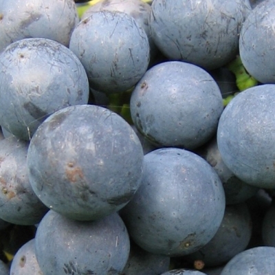 Pinotin ANT 0470a